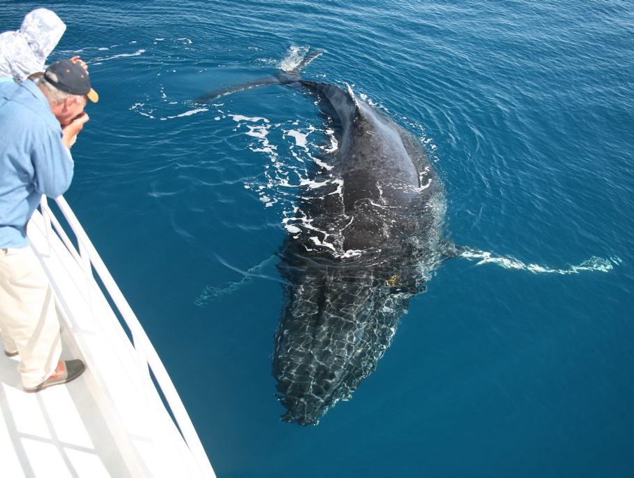 One of the giant mammals approaches the Tasman Venture for a closer inspection. One of the giant mammals approaches the Tasman Venture for a closer inspection.